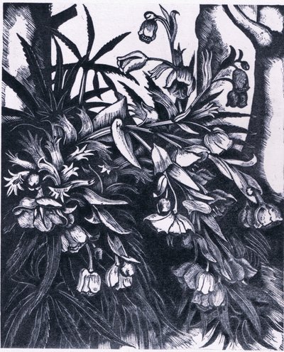 臭 Hellebore, 自然在英国由柯林斯出版社出版 作者 西德纳姆·泰斯特·爱德华兹