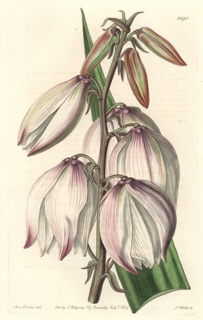 极品丝兰--水芙蓉，由S.Watts根据Sarah Anne Drake（1803-1857）的插图创作，来自《植物志》。 作者 西德纳姆·泰斯特·爱德华兹