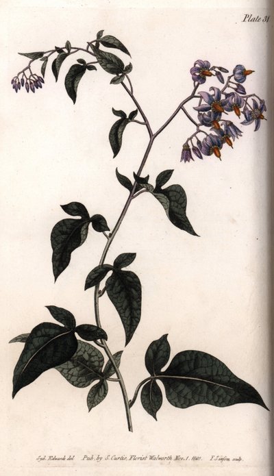 甜苦或苦甜的夜来香。彩色铜版画，由Sydenham Edwards（1768-1819）为兰贝斯植物园（英国）的植物学会议提供的插图。 作者 西德纳姆·泰斯特·爱德华兹
