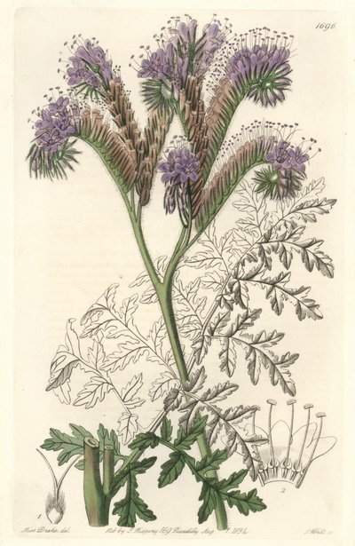 堇菜叶子的凤仙花，原产于加利福尼亚--沃茨（S. Watts）根据莎拉-安妮-德雷克（1803-1857）的插图绘制，来自《植物志》。 作者 西德纳姆·泰斯特·爱德华兹
