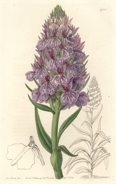 陆生兰花，马代尔岛的特有植物--沃茨（S. Watts）根据莎拉-安妮-德雷克（1803-1857）的插图创作的Water forte，来自《植物志》。 作者 西德纳姆·泰斯特·爱德华兹