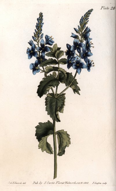 藜麦小橡树或假胚芽树。彩色铜版画，由Sydenham Edwards（1768-1819）为兰贝斯植物园（英国）的植物学会议提供的插图。 作者 西德纳姆·泰斯特·爱德华兹
