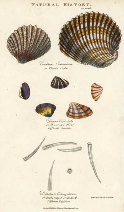 荆棘蚶，Cardium echinatum，截断的嘌呤，Donax crenulata，和八棱齿壳，Dentalium octangulatum。根据Sydenham Edwards的手绘铜版画，出自John Mason Good的Pantologia，一部新的百科全书，G. Kearsley，伦敦 作者 西德纳姆·泰斯特·爱德华兹