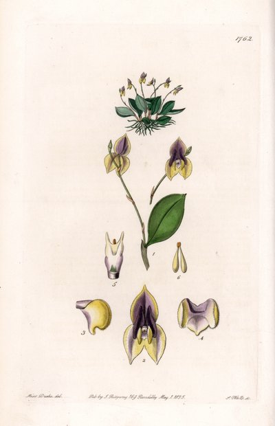 三齿Lepanthe--S.Watts雕刻的图版，来自Sarah Anne Drake（1803-1857）的插图，出自英国Sydenham Edwards（1768-1819）的植物学记录。 作者 西德纳姆·泰斯特·爱德华兹