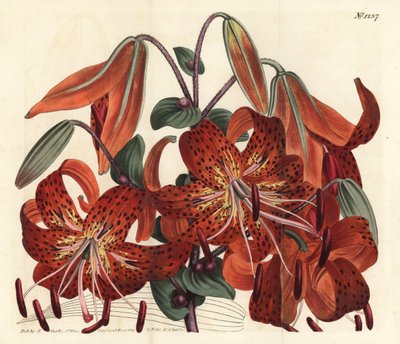虎皮百合--虎皮百合，Lilium lancifolium（虎斑百合，Lilium tigrinum）。F. Sansom Jr.根据Sydenham Edwards的插图进行的手绘铜版画，出自William Curtis的植物学杂志，T. Curtis，伦敦 作者 西德纳姆·泰斯特·爱德华兹
