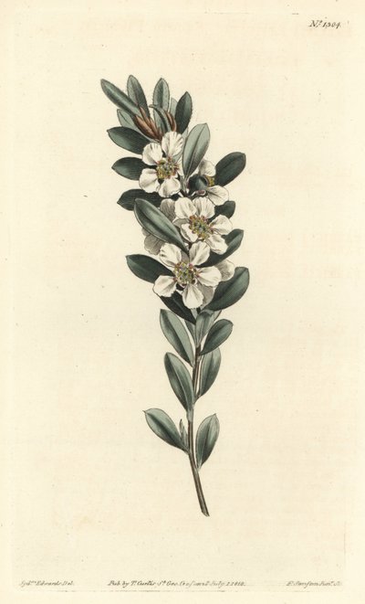 树或澳大利亚桃金娘--海岸茶树，Leptospermum laevigatum（光滑织物，Fabricia laevigata）。F. Sansom Jr.根据Sydenham Edwards的插图进行的手绘铜版画，出自William Curtis的植物杂志，T. Cur。 作者 西德纳姆·泰斯特·爱德华兹