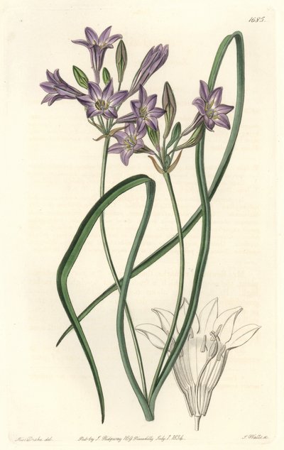 Triteleia ou brodiacea lache - S. Watts 的 Water forte，来自植物学名录中 Sarah Anne Drake (1803-1857) 的插图 作者 西德纳姆·泰斯特·爱德华兹
