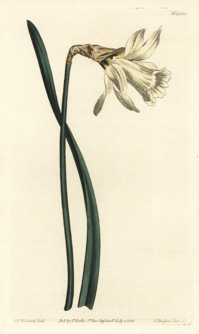喇叭水仙--较小的白色西班牙水仙，Narcissus pseudonarcissus subsp. moschatus（水仙）。F. Sansom Jr.根据Sydenham Edwards的插图进行的手绘铜版画，出自William Curtis的《植物学杂志》，T。 作者 西德纳姆·泰斯特·爱德华兹