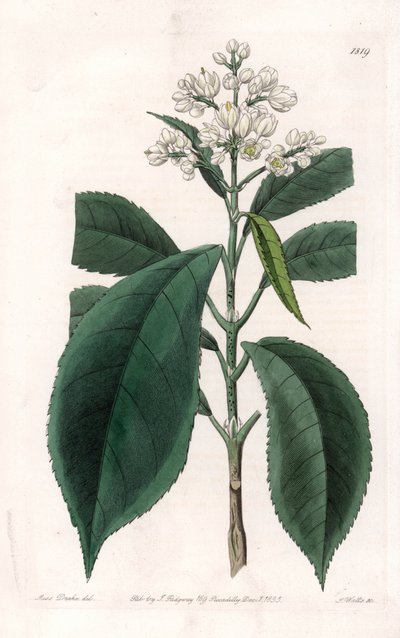 Turpinia Variete - S.Watts雕刻的图版，来自Sarah Anne Drake（1803-1857）的插图，出自英国Sydenham Edwards（1768-1819）的植物学登记册。 作者 西德纳姆·泰斯特·爱德华兹