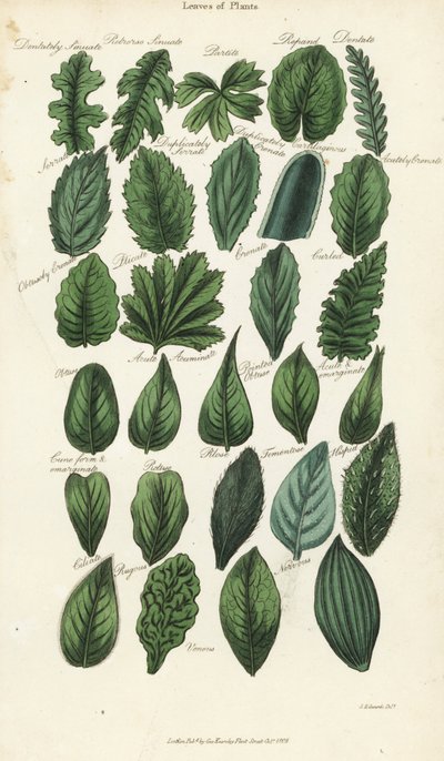 植物的叶子类型。根据Sydenham Edwards设计的手绘铜版画，出自John Mason Good的Pantologia，一部新的百科全书，G. Kearsley，伦敦 作者 西德纳姆·泰斯特·爱德华兹