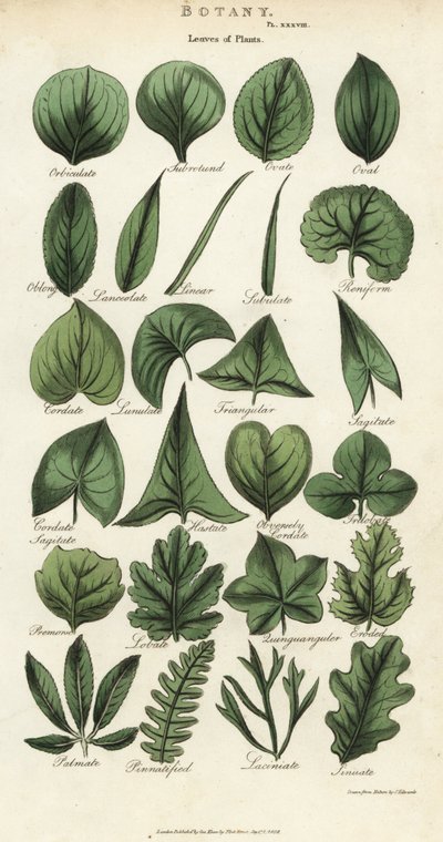 植物的叶子类型。根据Sydenham Edwards设计的手绘铜版画，出自John Mason Good的Pantologia，一部新的百科全书，G. Kearsley，伦敦 作者 西德纳姆·泰斯特·爱德华兹