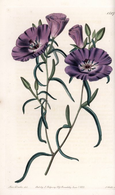Clarkia的变种，原产于南美洲 由S.Watts雕刻，出自Sarah Anne Drake（1803-1857）的插图，出自英国Sydenham Edwards（1768-1819）的植物学登记册。 作者 西德纳姆·泰斯特·爱德华兹