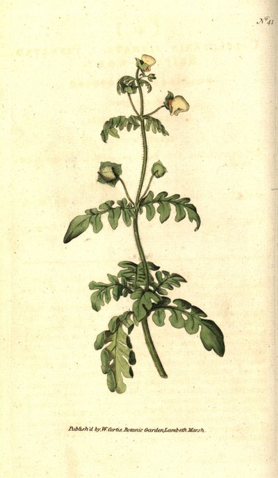 Calceolar的变种--羽状拖鞋草，Calceolaria pinnata。根据詹姆斯-索尔比的植物学插图进行的手绘铜版画，出自威廉-柯蒂斯的《植物学杂志》，伦敦兰贝斯沼泽。 作者 西德纳姆·泰斯特·爱德华兹