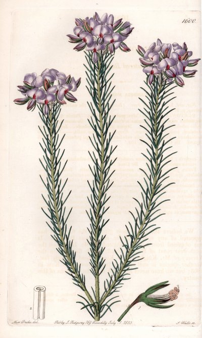 gompholobium（豆科植物）的变种，原产于澳大利亚--图版由S.Watts雕刻，来自Sarah Anne Drake（1803-1857）的插图，出自英国Sydenham Edwards（1768-1819）的植物学登记册。 作者 西德纳姆·泰斯特·爱德华兹