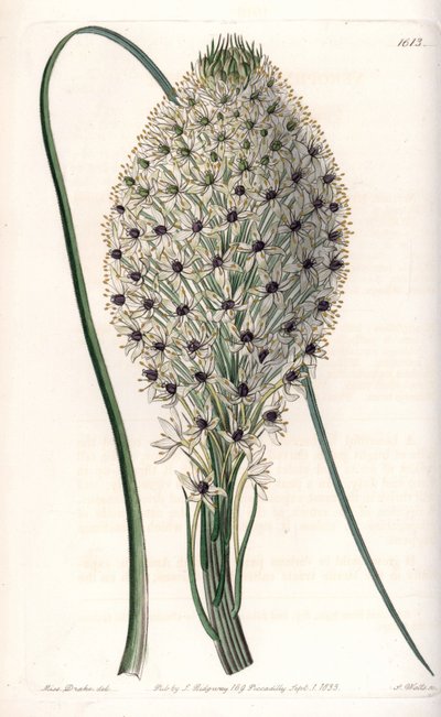 百合花的变种（Helonias asphodeloides）--由S.Watts雕刻，来自Sarah Anne Drake（1803-1857）的插图，出自英国Sydenham Edwards（1768-1819）的植物学记录。 作者 西德纳姆·泰斯特·爱德华兹
