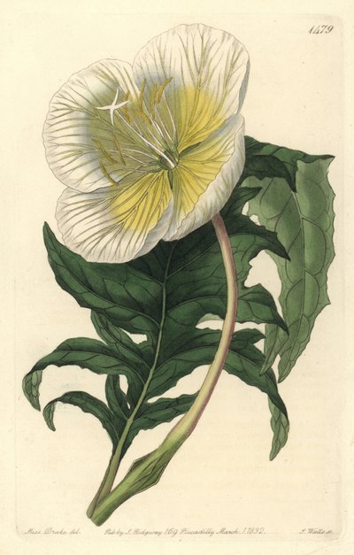 驴子或月见草的变种 - 白色直立月见草，Oenothera anisoloba。S. Watts根据Sydenham Edwards的《植物志》中Sarah Drake的插图进行的手绘铜版画，Ridgeway，L 作者 西德纳姆·泰斯特·爱德华兹