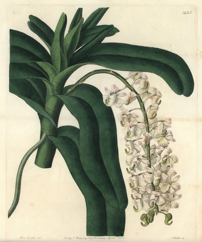 兰花的变种epidendrum，被称为牙买加软膏--狐狸刷兰花或角花气生植物，Aerides cornutum。S. Watts根据Sydenham Edwards的《植物志》中Sarah Drake的插图所做的手绘铜版画，Ridgeway。 作者 西德纳姆·泰斯特·爱德华兹
