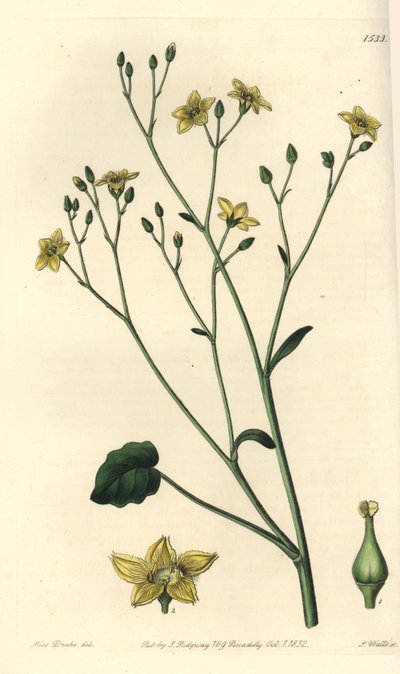 澳大利亚特有的维拉西亚品种 - Ornduffia reniformis（肾叶维拉西亚，Villarsia reniformis）。 S. Watts 手绘铜版画，由来自里奇韦 Sydenham Edwards 植物学名录的 Sarah Drake 小姐绘制， 作者 西德纳姆·泰斯特·爱德华兹