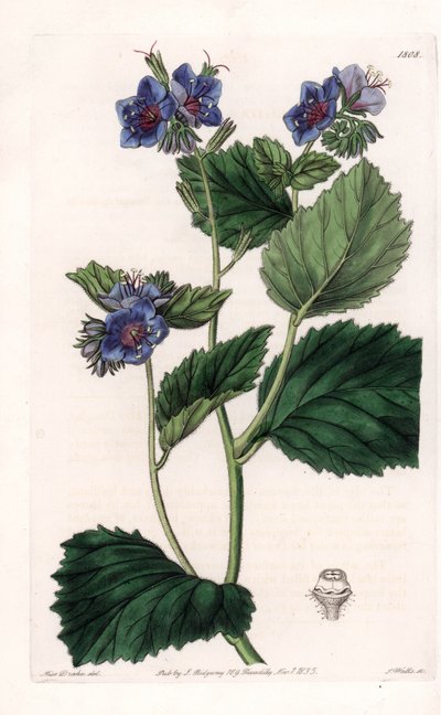 粘稠的Phacelia - S.Watts雕刻的图版，来自Sarah Anne Drake（1803-1857）的插图，出自英国Sydenham Edwards（1768-1819）的植物学登记册。 作者 西德纳姆·泰斯特·爱德华兹