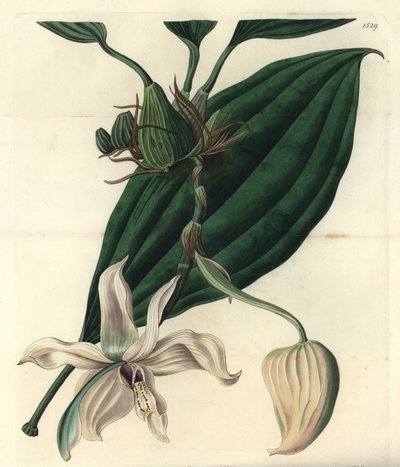 白兰花的变种--Stanhopea grandiflora兰花（象牙唇Stanhopea, Stanhopea eburnea）。S. Watts根据Jane Edwards小姐的插图所做的铜版画，出自伦敦Ridgeway的Sydenham Edwards的《植物志》。 作者 西德纳姆·泰斯特·爱德华兹