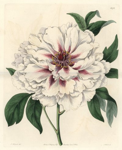 白灌木牡丹 - S. Watts 的强水，来自 Thomas Allport (1804-1879) 的插图，来自 Botanical Register 作者 西德纳姆·泰斯特·爱德华兹