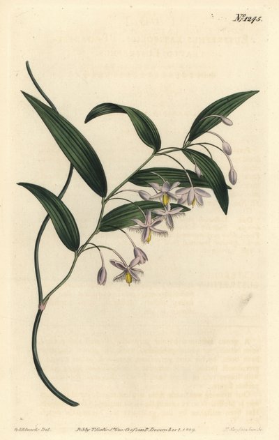 袋熊浆果，或宽叶桉树，Eustrephus latifolius。F. Sansom Jr.根据Sydenham Edwards的插图进行的手绘铜版画，出自William Curtis的植物学杂志，T. Curtis，伦敦 作者 西德纳姆·泰斯特·爱德华兹