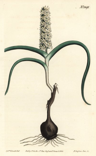 Wurmbea monopetala (Many-flowered melanthium, Melanthium monopetalum)。 由 F. Sansom Jr. 手工彩色铜版雕刻，由来自伦敦 T. Curtis 威廉柯蒂斯植物学杂志的 Sydenham Edwards 绘制 作者 西德纳姆·泰斯特·爱德华兹