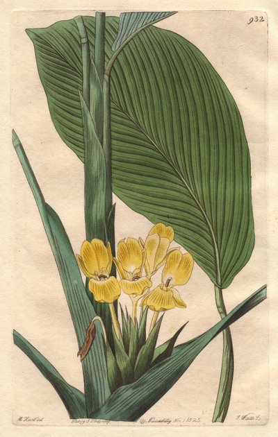 黄花菖蒲，原产于巴西--S. Watts strong water来自M. Mart的插图，来自《植物志》。 作者 西德纳姆·泰斯特·爱德华兹