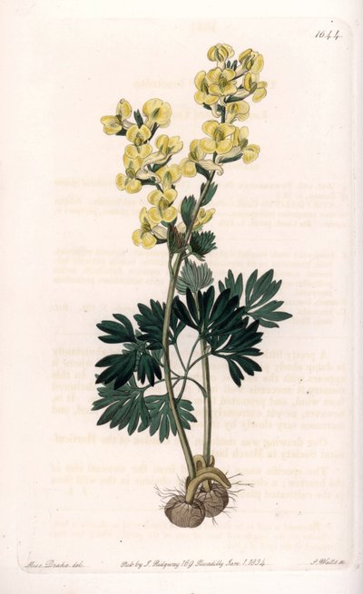 黄花紫堇花品种 - 由 S.Watts 雕刻，来自 Sarah Anne Drake (1803-1857) 的插图，来自英国 Sydenham Edwards (1768-1819) 的植物名录 作者 西德纳姆·泰斯特·爱德华兹