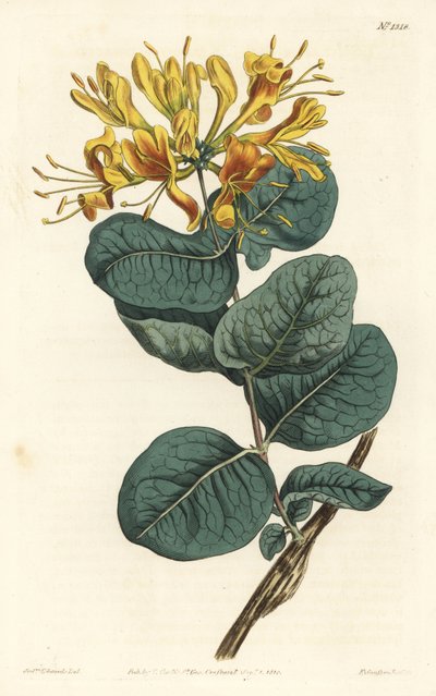 黄花椴树、忍冬属植物。 由 F. Sansom Jr. 手工彩色铜版雕刻，由来自伦敦 T. Curtis 威廉柯蒂斯植物学杂志的 Sydenham Edwards 绘制 作者 西德纳姆·泰斯特·爱德华兹