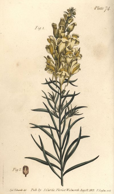 黄蟾蜍亚麻或快活草，Antirrhinum majus，被子植物门。F.Sansom为威廉-柯蒂斯在兰贝斯植物园的植物学讲座所做的植物学插图的手绘铜版画，由Sydenham Edwards绘制。 作者 西德纳姆·泰斯特·爱德华兹