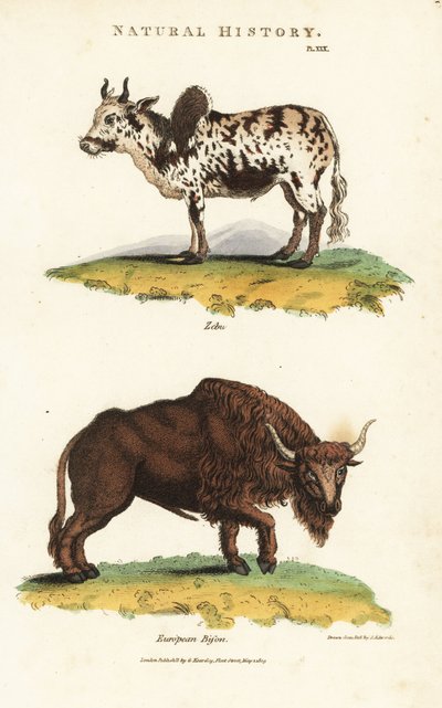 斑马牛和野牛--斑马驼牛，Bos indicus，和欧洲野牛，Bison bonasus。根据Sydenham Edwards的手绘铜版画，出自John Mason Good的《Pantologia，新百科全书》，G. Kearsley，伦敦 作者 西德纳姆·泰斯特·爱德华兹