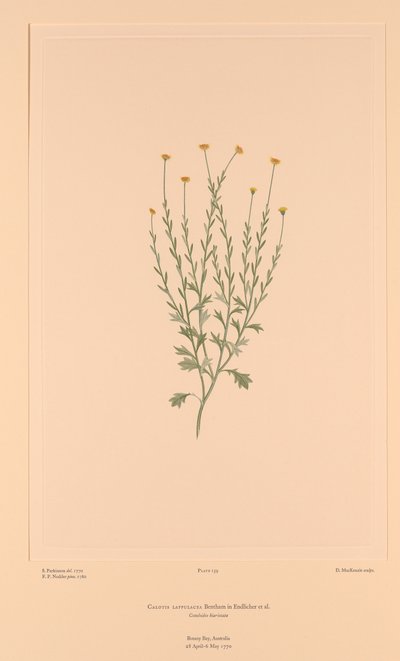 班克斯花菜 插图 159 Calotis lappulacea 作者 悉尼（之后）帕金森氏症