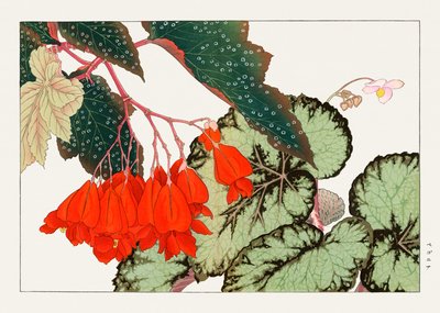 来自 "Seiyou Sokazufu" 的 Cracklin Rosie 海棠花 作者 谷上港南