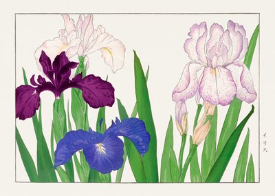 鸢尾花，选自 "圣友索卡祖夫" 作者 谷上港南