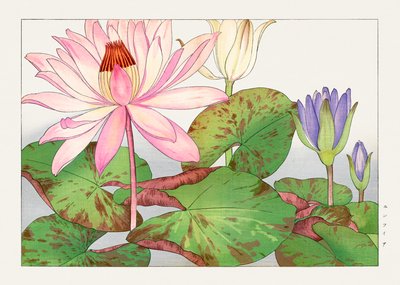 圣友所和府》中的莲花 作者 谷上港南