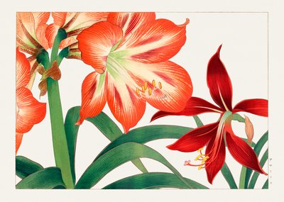 来自 "Seiyou Sokazufu" 的复古金盏花 作者 谷上港南