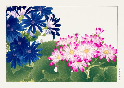 来自 "Seiyou Sokazufu "的复古银莲花 作者 谷上港南