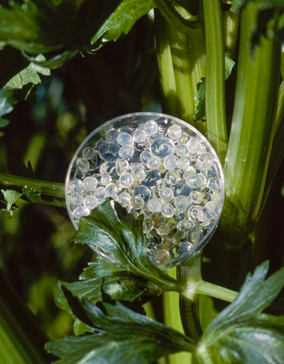杂交芹菜的专利合成种子和茎秆 作者 特德·斯皮格尔