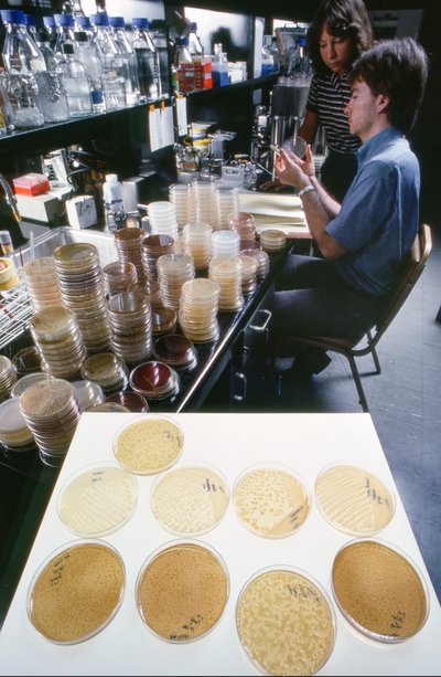 伊利诺伊大学的博士生在美国科学院图书馆研究重组 DNA。 作者 特德·斯皮格尔
