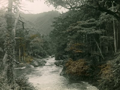 山中地区的秋季森林，约 1900 - 1915 年（照片） 作者 