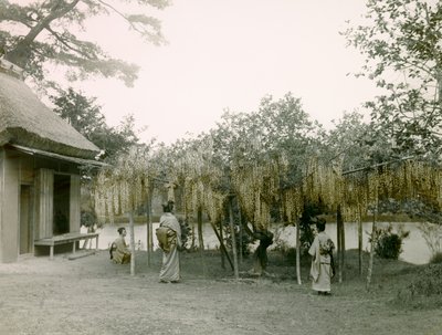 约 1900 - 1915 年，京都 Nagaoka - Kyo 的甘菊盛开（照片） 作者 