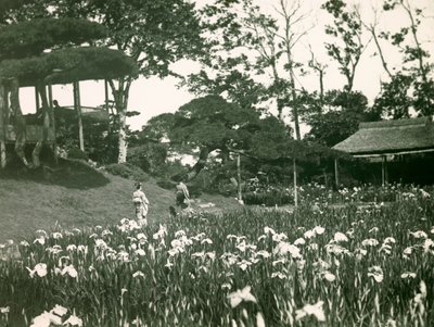 东京堀切庄园的鸢尾花园，约 1900 - 1915 年（照片） 作者 