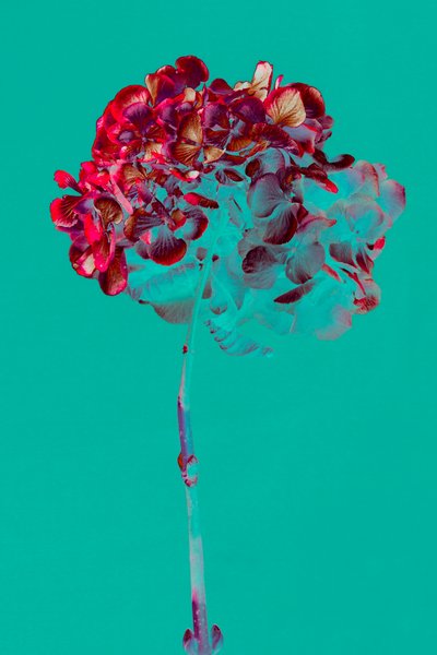绣球花，2018 年（照片） 作者 泰斯·阿尔伯斯