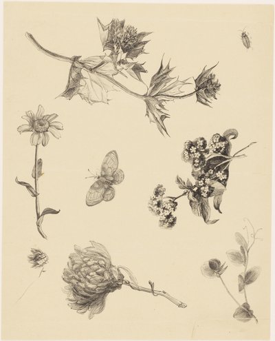 花与叶 作者 西奥·范·霍特玛