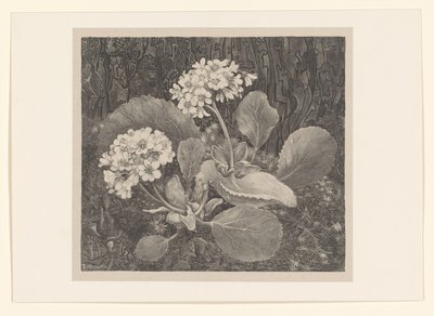 苔藓中的报春花 花卉研究（原系列标题） 作者 西奥·范·霍特玛