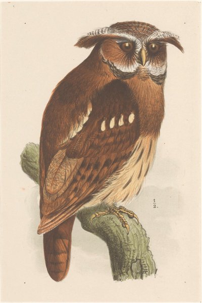 树枝上的猫头鹰 (bubo Lettii) 作者 西奥·范·霍特玛
