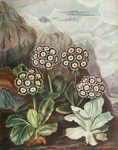 把手，c1802-1821，1948年。 作者 托马斯·巴克斯特