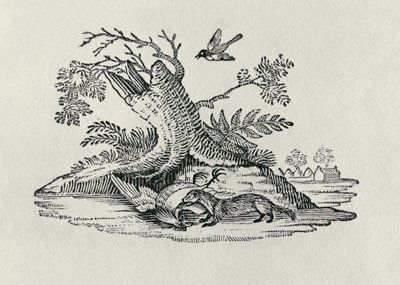 1790年，来自“四足动物史”的公鸡麝香猫 作者 托马斯·贝威克