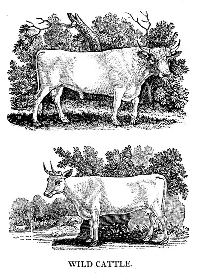 英国野牛或公园牛，1790年 作者 托马斯·贝威克